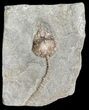 Bargain, Dizygocrinus Crinoid - Warsaw Formation, Illinois #56749-1